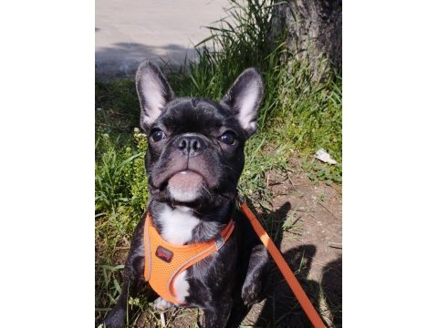 Erkek 2.5 french bulldog