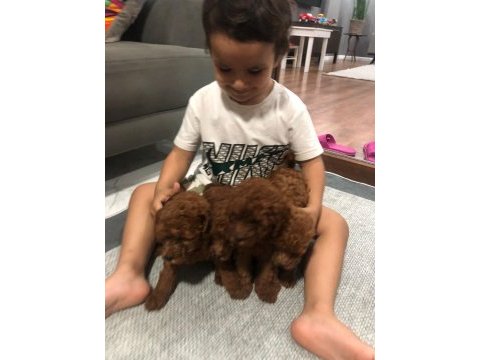 Toy poodle köpeğimiz