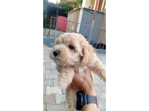 Arthur ve sakız'ın yavruları maltipoo