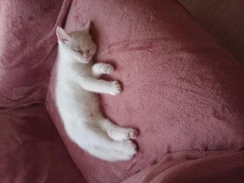Çok tatlı british shorthair beyaz mavi gözlü