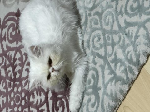 1 buçuk yaşında persian cins