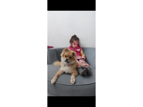 Pomeranian spitz 2 yaşında
