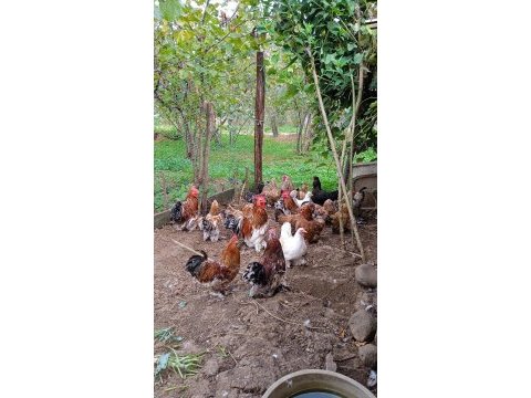 Kuluçkalık süs tavuğu yumurtası