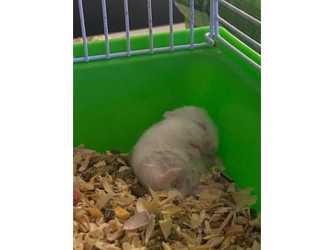 Yavru hamsterlar