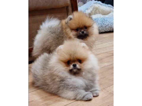 Dünya tatlısı pomeranian yavruları