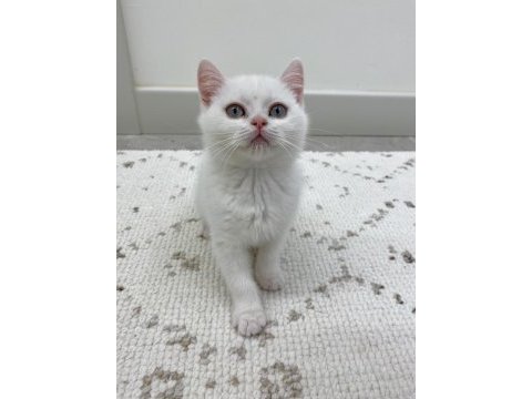 Bembeyaz yavru british shorthair