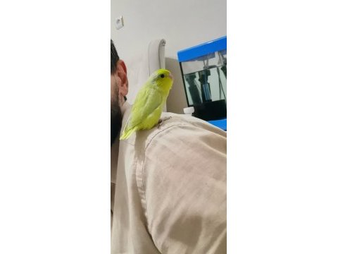 Forpus papağanı bebekleri