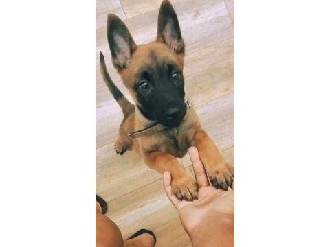 Malinois bebekler safkan orjinal