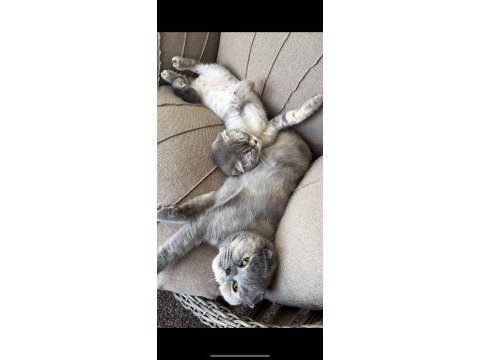 Dünya tatlısı scottish fold