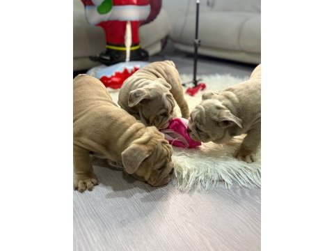 Exotic ingiliz bulldog yavrularımız