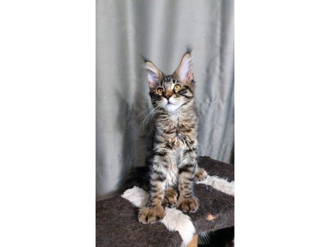 Full şecereli maine coon ünvanlı ebeveynlerden