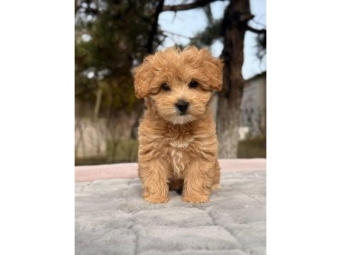 Maltipoo yavrular