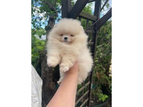 Sağlık ve ırk garantili pomeranian boo köpeği