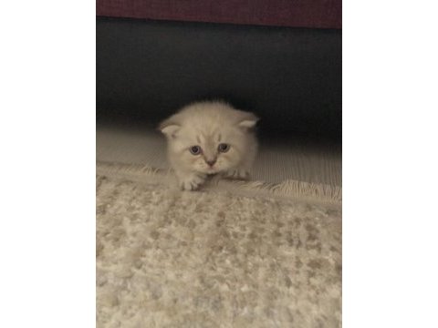 2,5 aylık yavru scottish fold