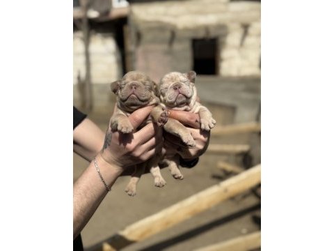 Mükemmel anatomi french bulldog bebekler