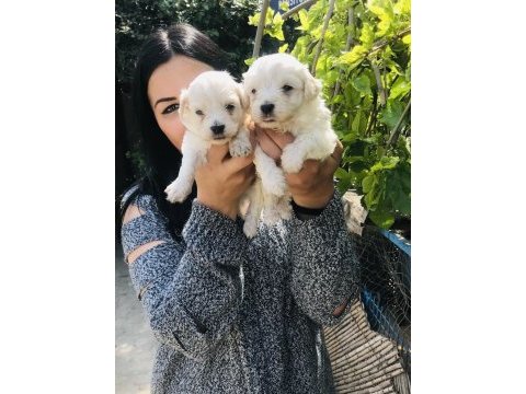 Maltese terrier yavrularım