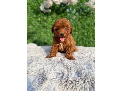 Toy poodle bebekler