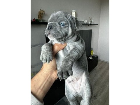 Masmavi gözlü bebek gibi french bulldog yavrular