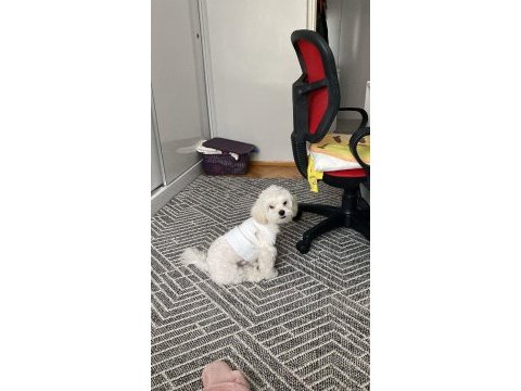 Sahiplendirme 8 aylık köpeğimiz
