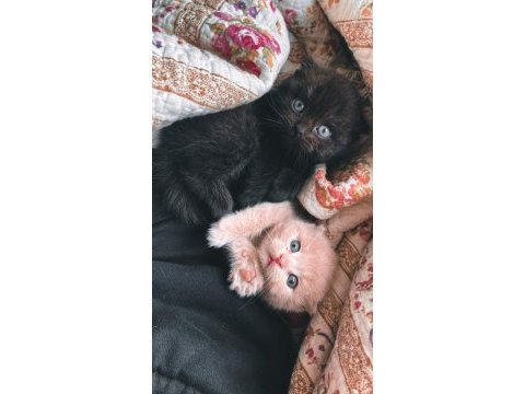 Rengarenk scottish fold yavrularımız sahiplerini bekliyor