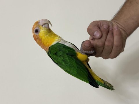 Konuşan caique 81 ile gönderim mevcut