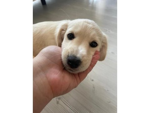 Miya sevgi delisi ve oyuncudur 2 aylık köpeğimiz