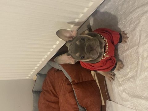 French bulldog köpeğimiz