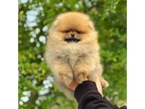 Yavru köpeğimiz pomeranian boo