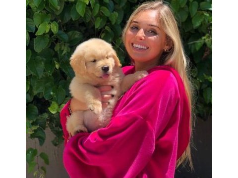 Aradığınız golden retriever burada