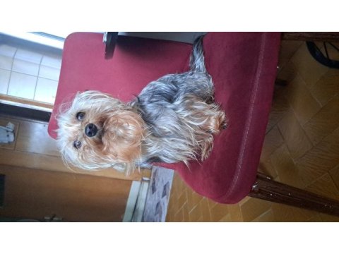 Yorkshire terrier 3 yaşında