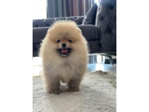 Birbirinden güzel pomeranian yavrular