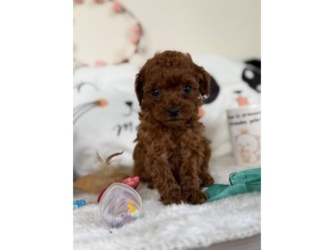 Muhteşem poodle bebekler