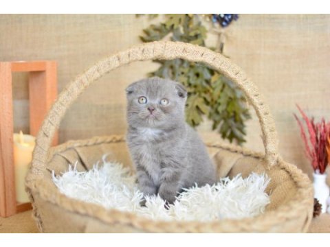 Duman grisi scottish fold shorthair 