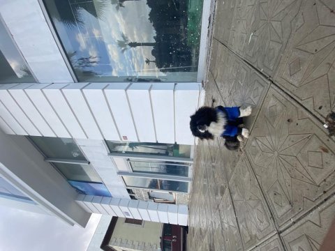 Pekinez dişi 6 aylık