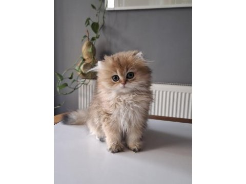 British longhair golden yavrumuz full şecereli