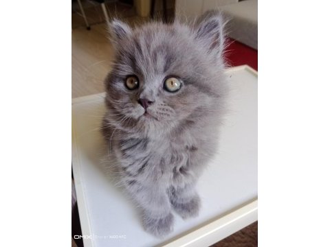 Scottish longhair british longhair yavrularim