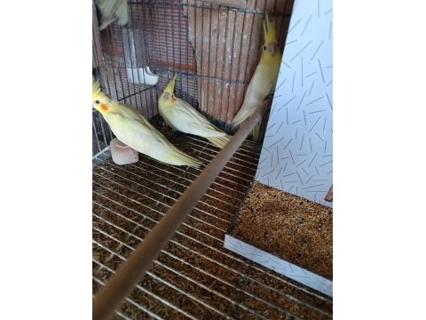 Yeme düşmüş yavru sultan papağanı