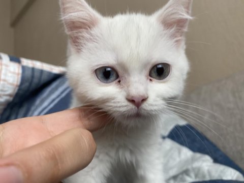 British shorthair inci tanem yeni yuvasını arıyor