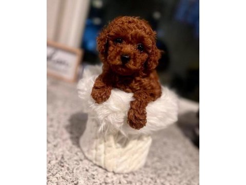 Sevimli ufacık toy boy poodle yavrular