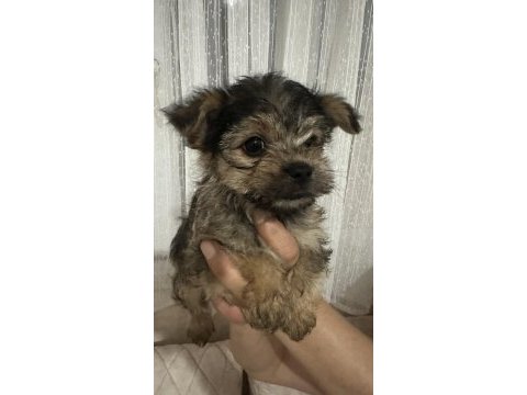 45 günlük acil morkie