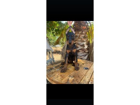 3 tane dişi doberman yavrumuz
