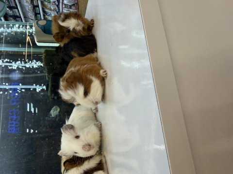 Ginepig yavruları citypetshop