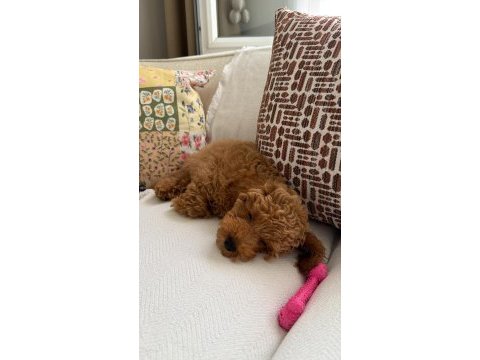 Poodle yavrumuza acil yuva arıyoruz