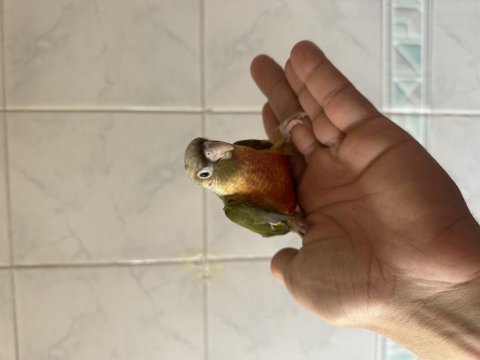 El besleme renk güzeli konur papağanı