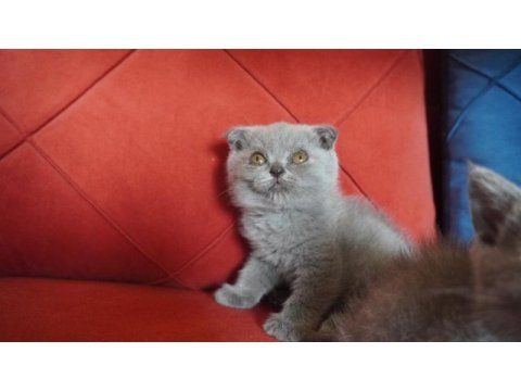 Safkan scottish fold yavrularımız