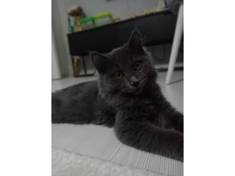 British longhair erkek 3.5 aylık