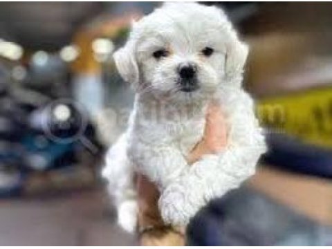 Maltese terrier ev doğumlu sıfır numara oyuncu bebişler