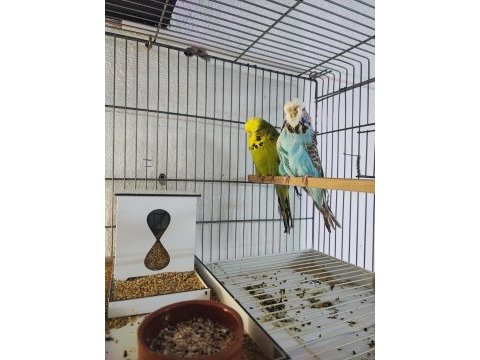 Vasıflı show jumbo muhabbet kuşu takımlar