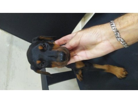 Üst kalite siyah ve kızıl doberman yavruları