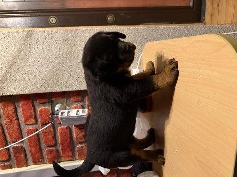 Koca kafa rotweiller yavruları